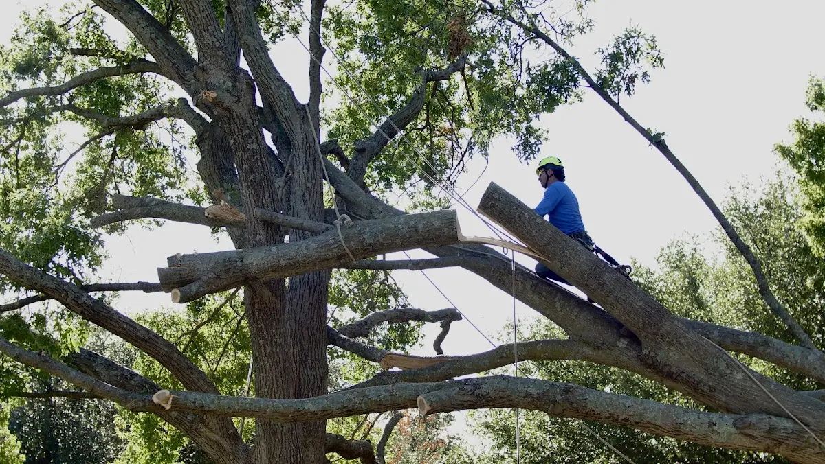 Professional Hazardous Tree Removal performed by certified arborists in Pleasant Unity