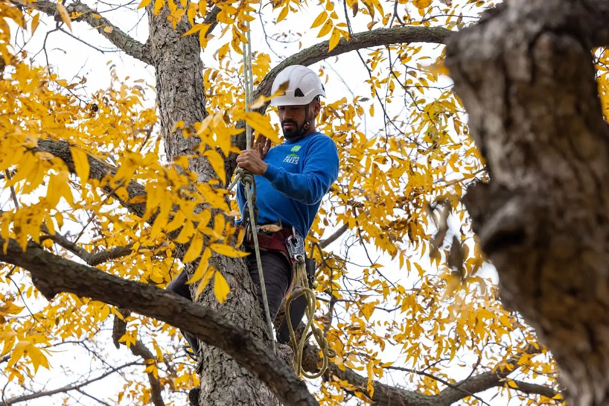 Skilled Emergency Tree Service crew working in Pleasant Unity