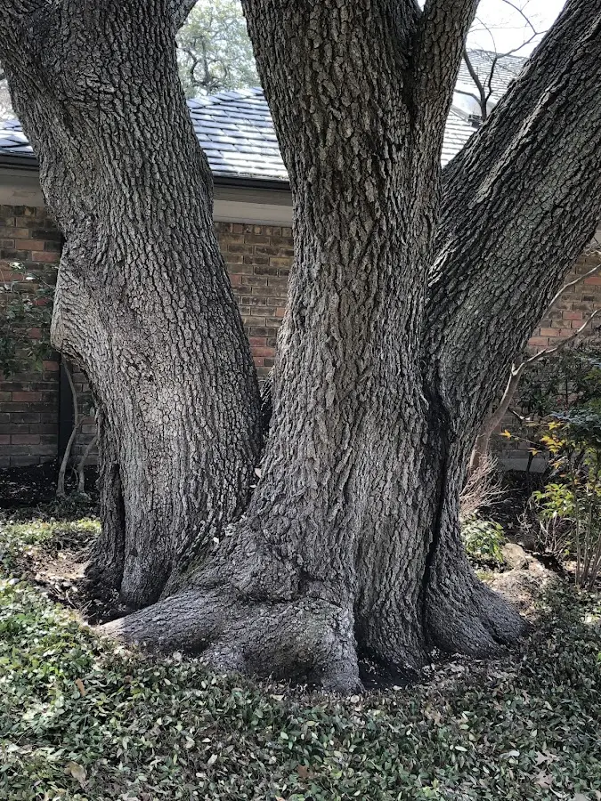 Mature heritage tree close to a Pleasant Unity property cared for by certified arborists